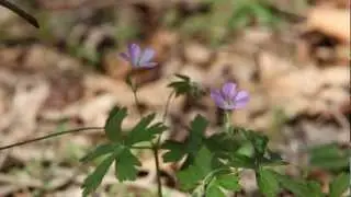 Shenandoah National Park - Spring Stroll
