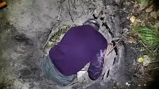 Охота на барсука. Если не ошейник пропала собака.
