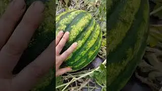 Первый арбуз