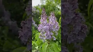 💜 