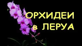 ЛЕРУА радует ПОТРЯСАЮЩИМ завозом ОРХИДЕЙ,30.09.21,ТЦ