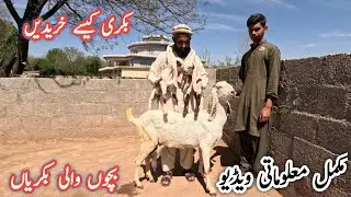 Goats 🐐 for sale || Things that should be needed before purchasing goats #goats