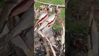 Catch and Cook Wild Trout! Epic Mountain Lake! Go Watch Full Video! #amazing