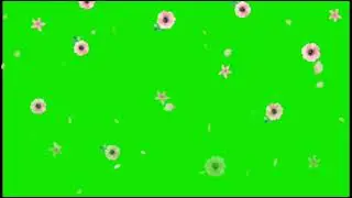 green screen flowers effects free download