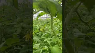 Пинк маргари