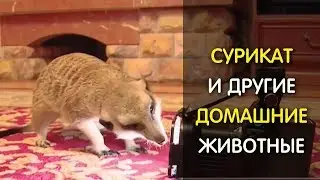 Ми ми ми недели! Сурикат, попугай, шиншилла и два кота под одной крышей