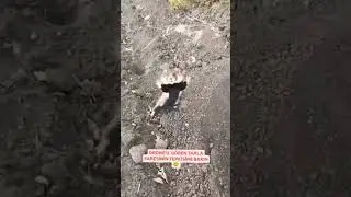 Drone gören tarla 🐭faresinin tepkisi