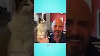 Adorable Talking Cat! 