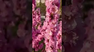 Сакура цветет
