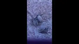 Hatchlings Emerge