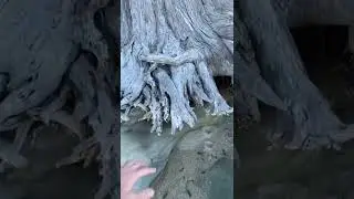 Максим Пушкин. Импровизация. Часть 1. Калифорния. Город Кармель. 