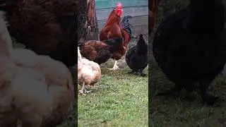 Roosters. Good morning! 