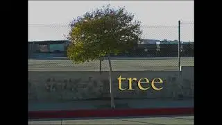 tree