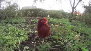 Sony AS15 Actioncam night/day test