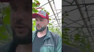 Огурец молодец!! Сорт Северин F1 #огурцытепличные #гидропоника