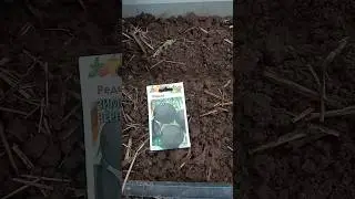 Посев в середине июля редьки черной и маргеланской