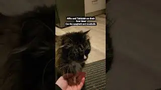 Wild Fox And Cat Are Slowly Becoming Friends 