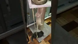 Шон растет невероятно быстро 🫣