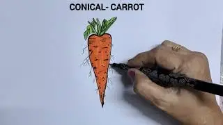 Tap root modificatoons easy drawing/ how to draw carrot, beet root and radish easily