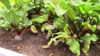 Guide To Fall Gardening