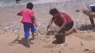 Ikan terdampar ke pantai Kejadian aneh di Indonesia