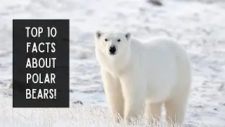 Top 10 Facts About Polar Bears!