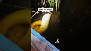 Big Snake in Guyana 🇬🇾  