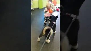 социализация американской акиты 3.5 мес. Щенок продается #akitapuppy #americanakita #akita