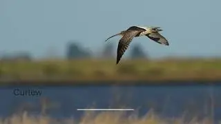 wallasea rspb nature reserve