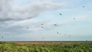 Vultures over the Everglades