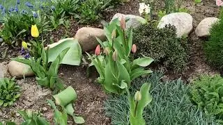 Весенний обзор цветника! 2часть.