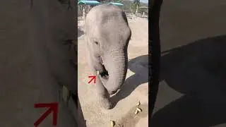 Baby Elephant picky about the Bananas 