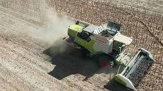 Claas Trion 650 Montana cosechando girasol 🌻. 2023