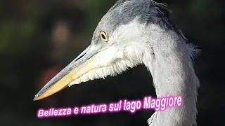 Bellezza e natura sul lago Maggiore.