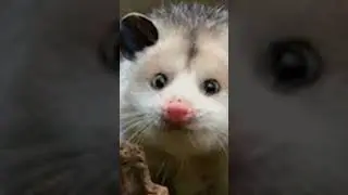oposum grunt 🐿️🔊