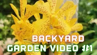 Backyard Gardening 🍋🍒🌶️ Video #1