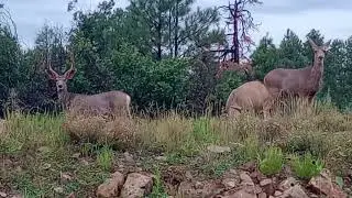 Big Racks - Mule Deer - Pagosa Springs - South San Juan's