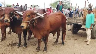 GADO DE LUXO SÓ EM CACHOEIRINHA-PE. 22-08-2024 #nordeste