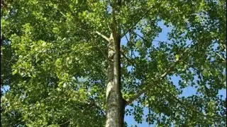 Пять тополей. Грустная песня о сыновьях погибших на войне.