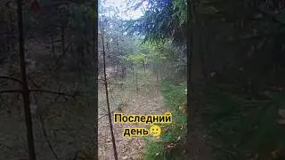 Это был последний день 🥲 Момент поиска в Брянской области 🥲#shorts