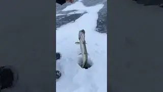 Первый лед 