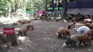 At the Miyagi Fox Village. 宮城キツネ村