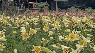 THE FLOWERS BLOOMS SANTIN FARM HONGKONG