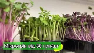 Огляд цін на зелень🌱 15.06.23
