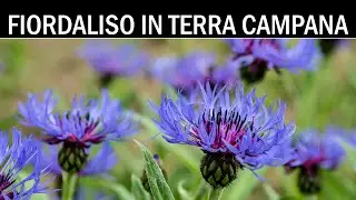 VErba Volant - Fiordalisi o Centauree