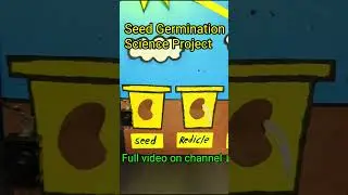 Seed germination model school project #scienceproject #diy #shorts #short