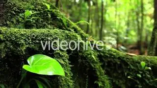 Life in Nature Forest - Stock Footage