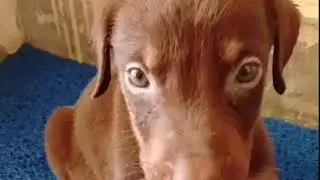 Cute Pomeranian Puppies Doing Funny Things #8 | Cute and Funny Dogs