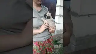 Петровский Фаворит ОЛИВКА. РЕЗЕРВ