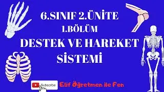 6.SINIF 2.ÜNİTE-1 DESTEK VE HAREKET SİSTEMİ